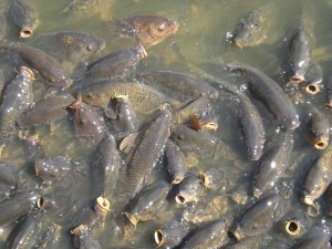 Carp Jon feed at Wild Waves and they went nuts