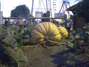 Giant pumpkin from the fair