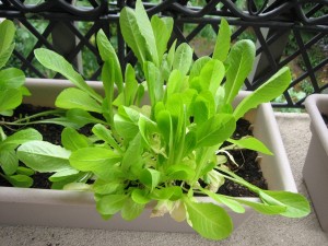 Lettuce
