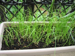 Green onion!