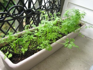 Baby carrots
