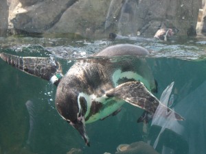 Penguino