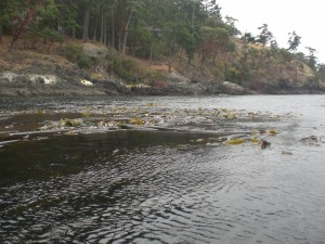 Bullwhip kelp