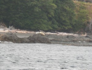 Mommy and Baby Seal