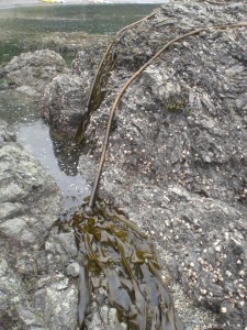 Kelp out of water