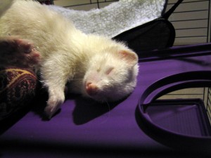 Conked out after a long day of play