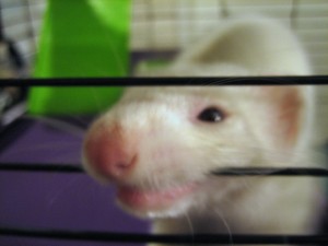 Pixel likes to rip at her cage
