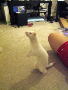 Pixel loves playing