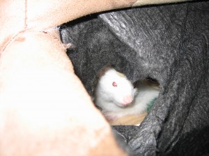 Pixel in her hideout