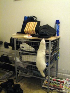 Climbing the table to pull flip flops down