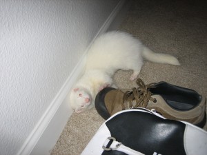Since we hid the flip flops, Pixel goes for shoes