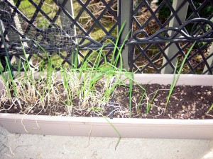 Garlic and green onions survived the winter