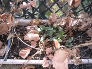 Our hibernating strawberry plant