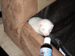 Luring her out with Ferret Crack