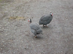 What are these?