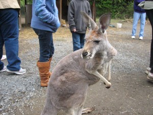 Kangarooo