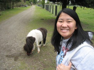 Miniature horse