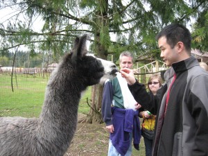 Jon feeding a llama