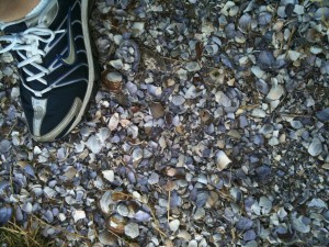 Crushed clam walk