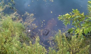 Alligator